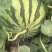 新地头茬8424西瓜10牛种植经验