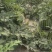 新地头茬8424西瓜10牛种植经验