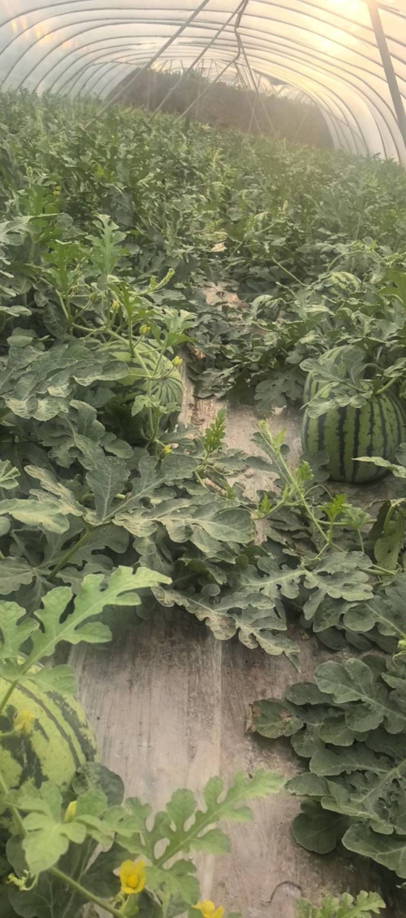 新地头茬8424西瓜10牛种植经验
