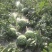新地头茬8424西瓜10牛种植经验