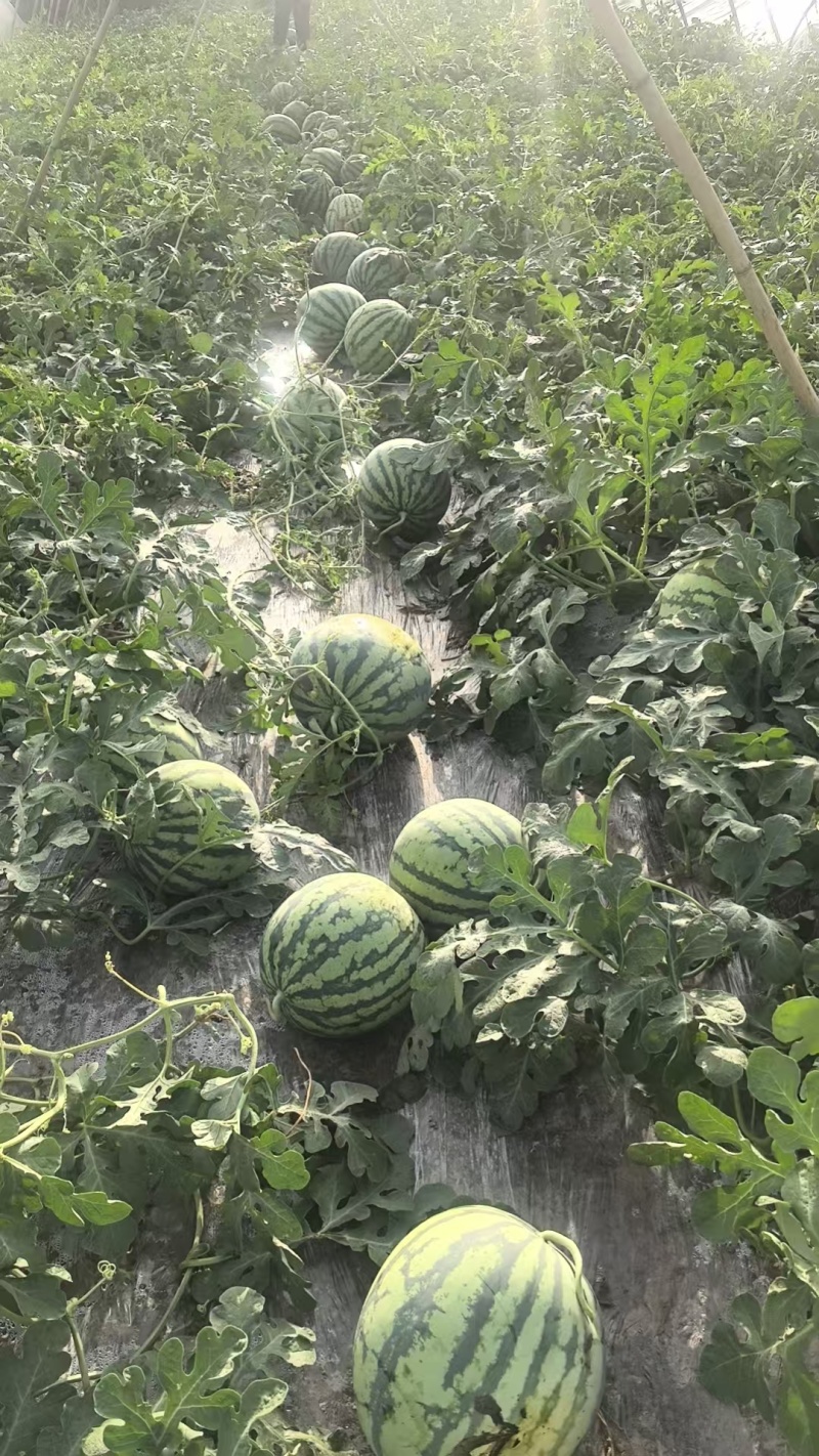 新地头茬8424西瓜10牛种植经验