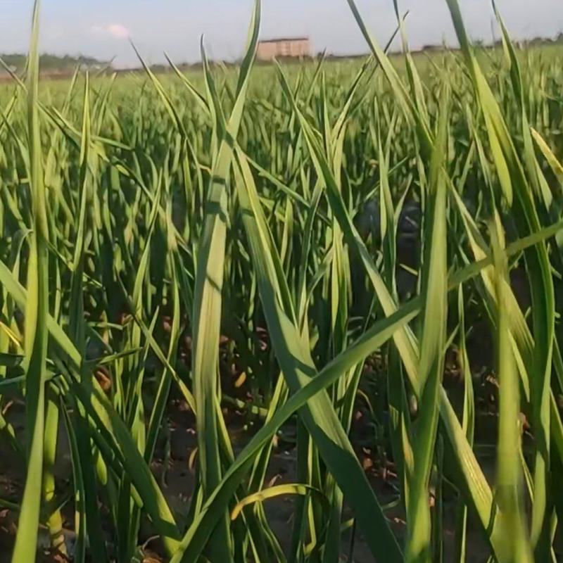 红根蒜苗