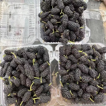 批发桑椹