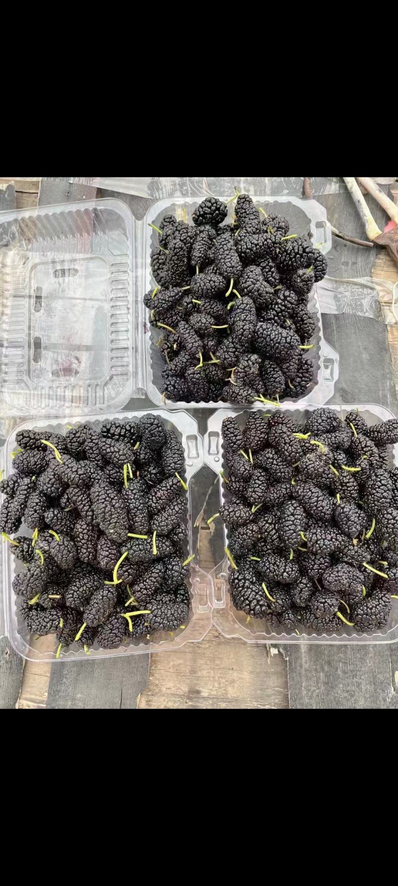 批发桑椹