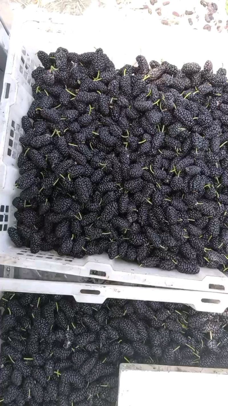 批发桑椹