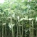 青麻