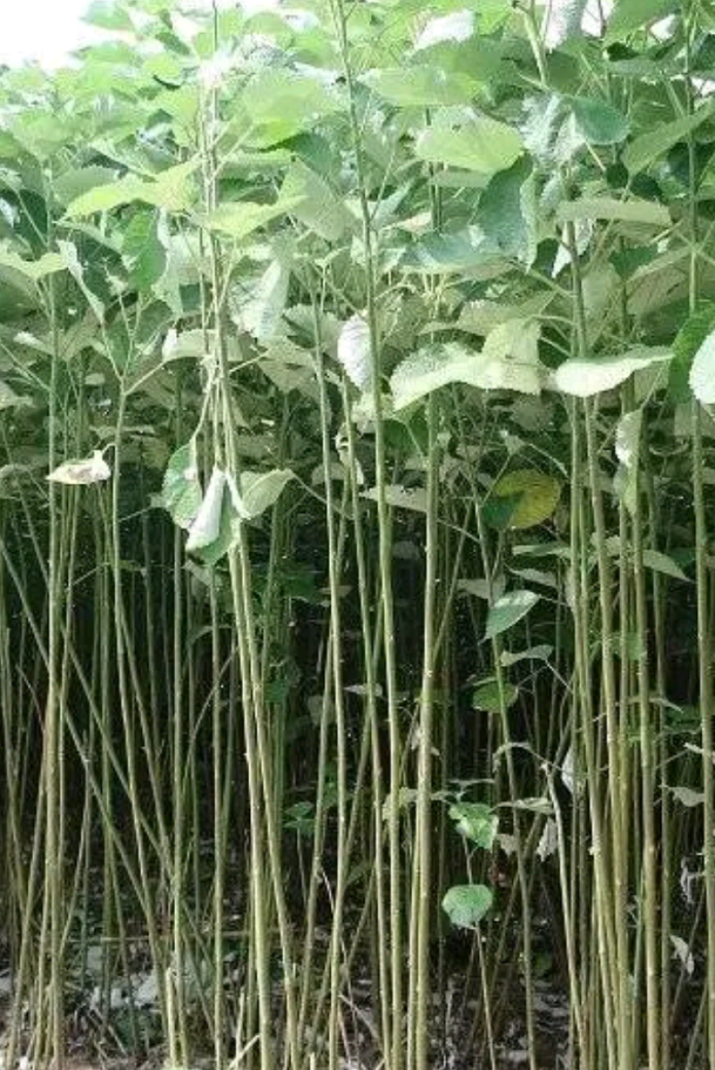 青麻