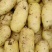 沃土5号黄心土豆大量上市，希森中暑5号产地直发一手货源