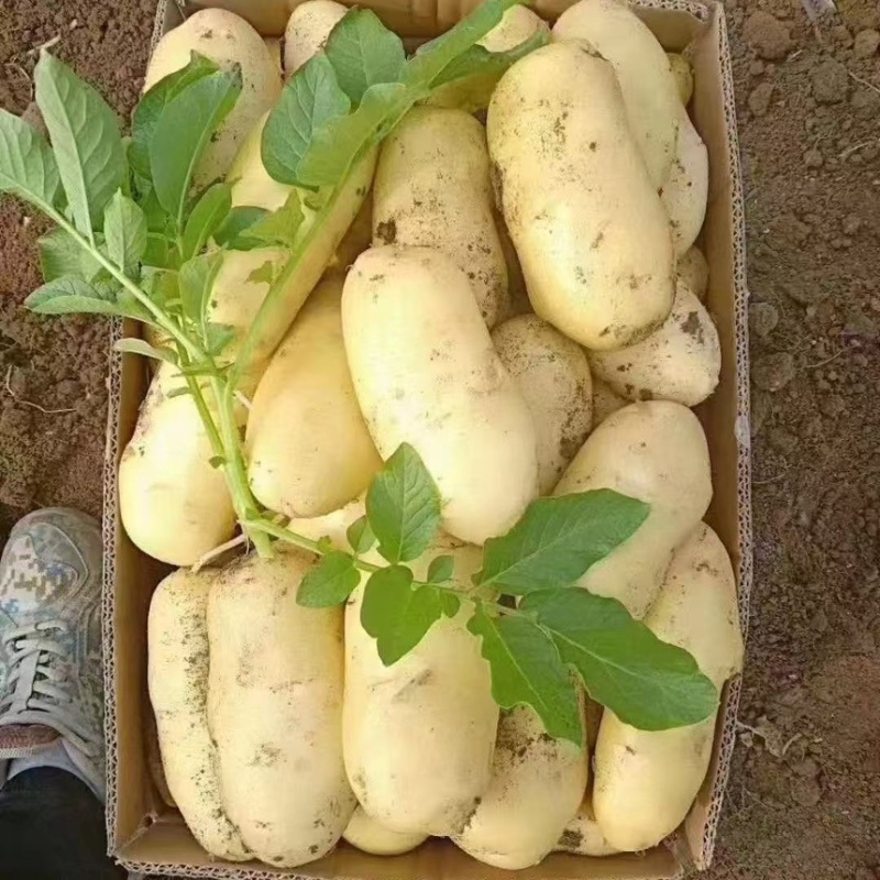 沃土5号黄心土豆大量上市，希森中暑5号产地直发一手货源