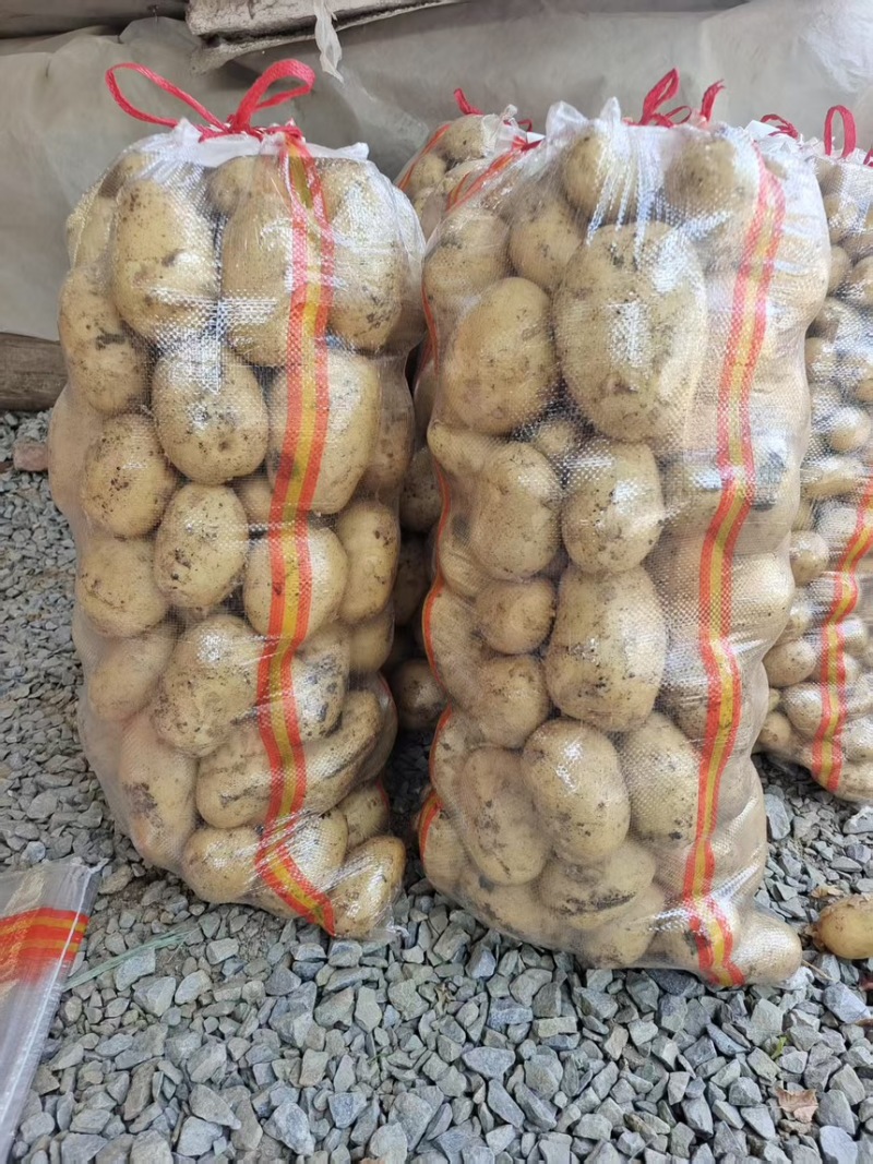 沃土5号黄心土豆大量上市，希森中暑5号产地直发一手货源