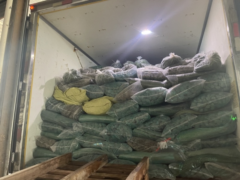 苇叶天然苇叶现摘现发产地直供一手货源欢迎咨询