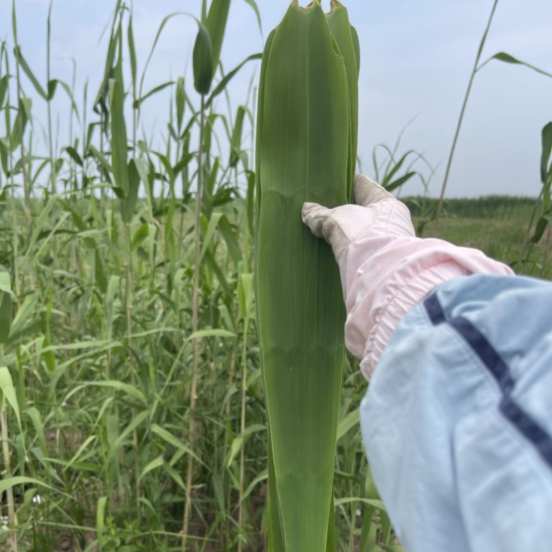 苇叶天然苇叶现摘现发产地直供一手货源欢迎咨询