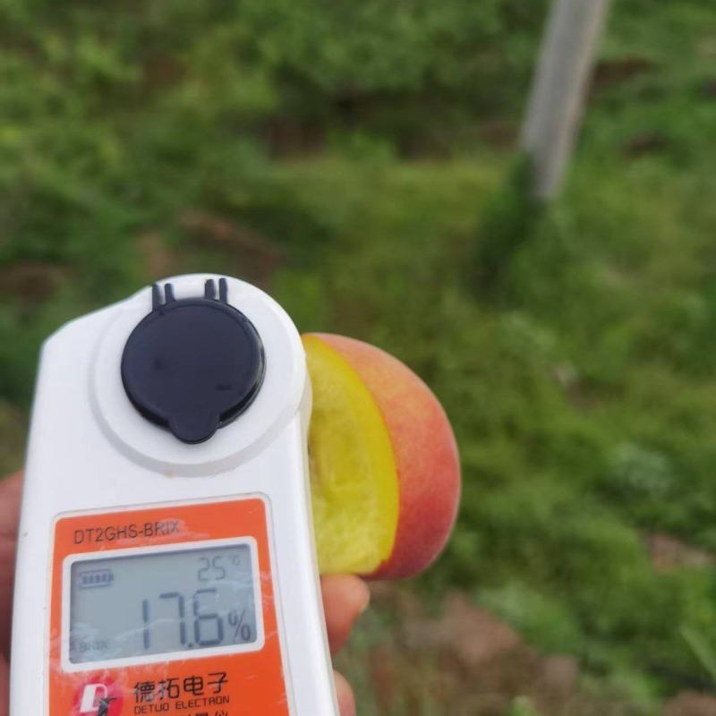 黄金蜜桃