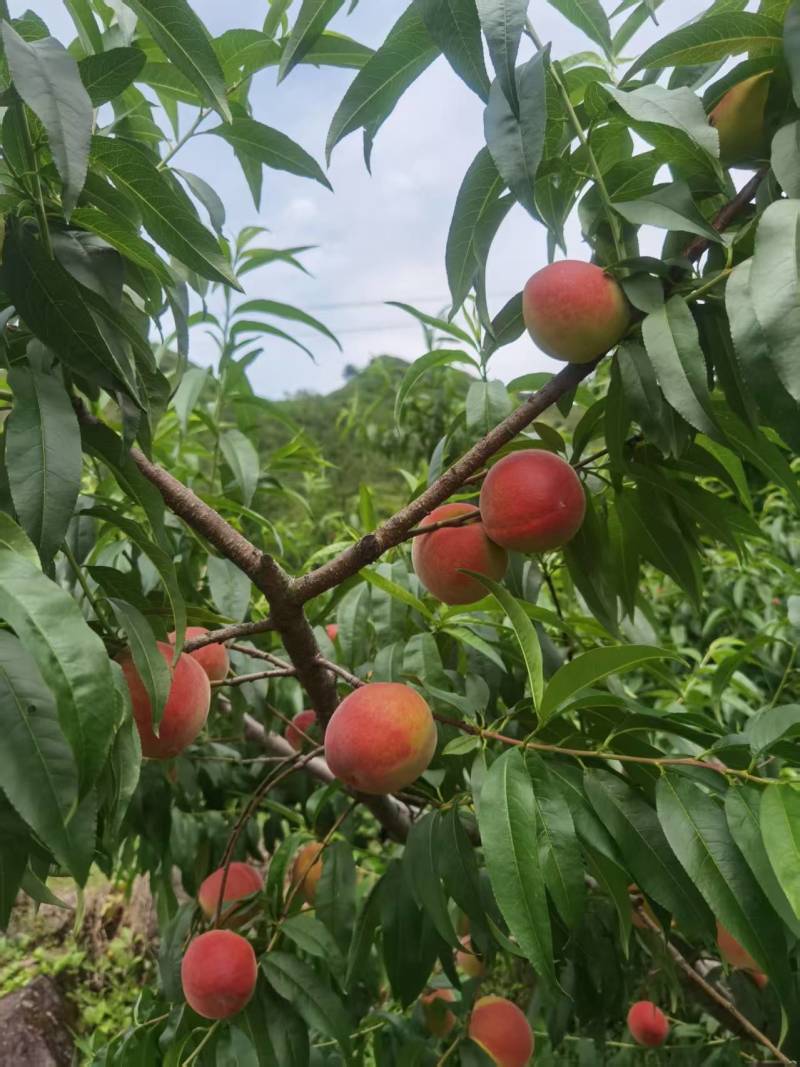 黄金蜜桃