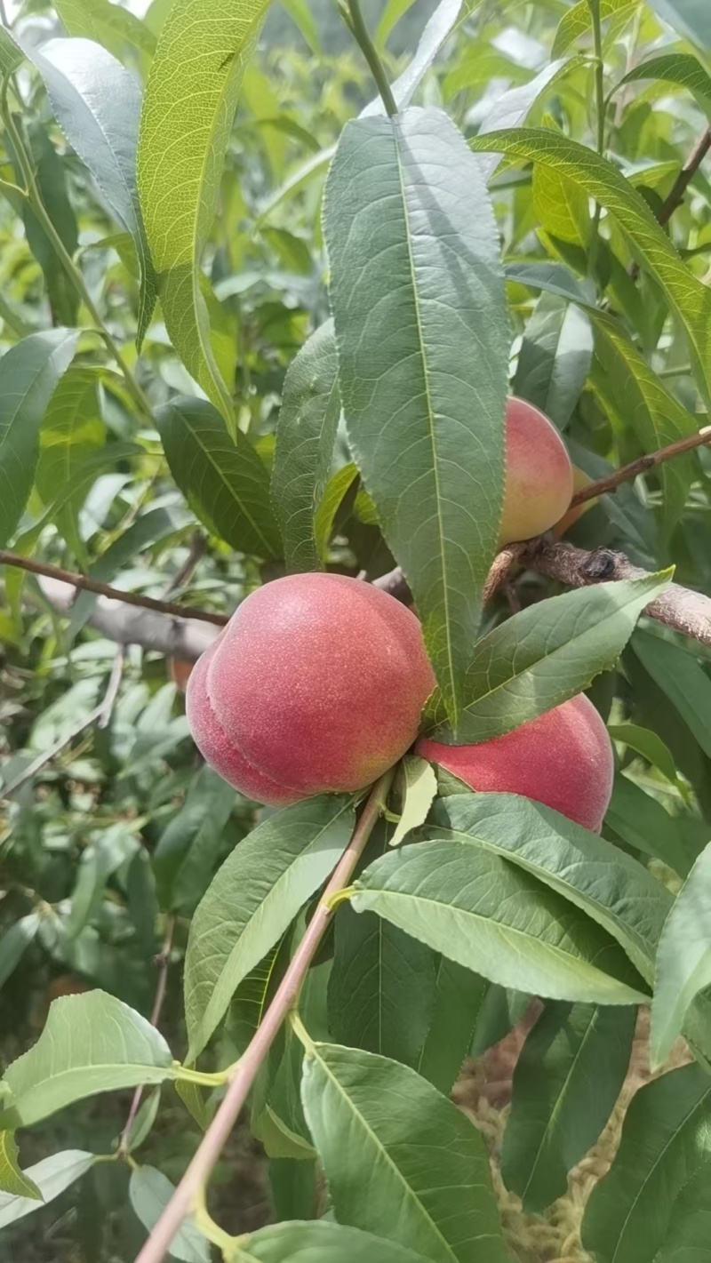 黄金蜜桃