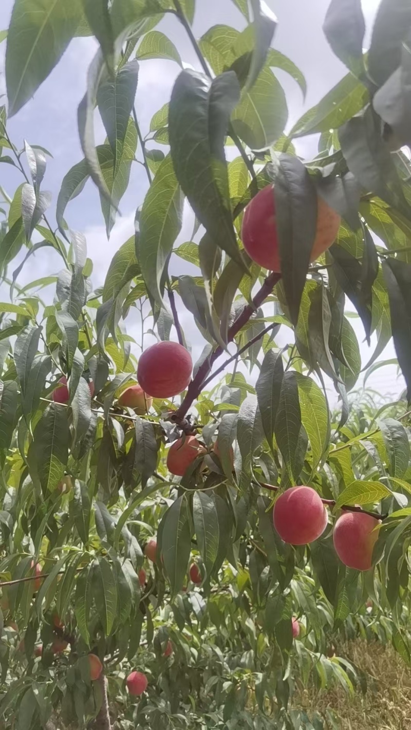 黄金蜜桃