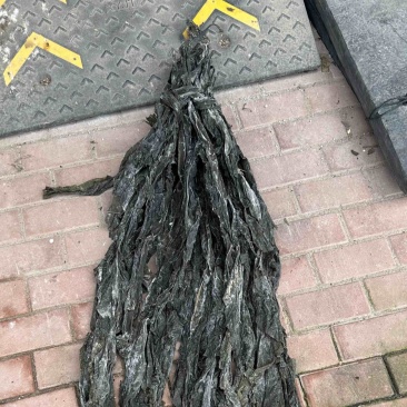 福建低价整条散海带批发