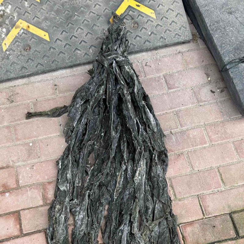 福建低价整条散海带批发