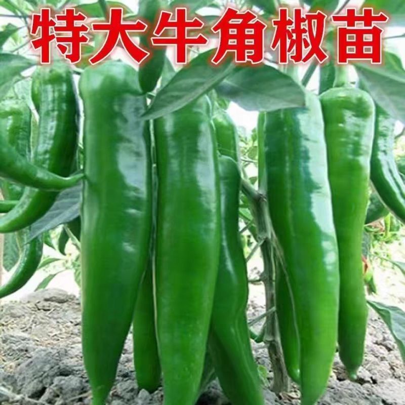 景田鸿大一尺大牛角椒苗