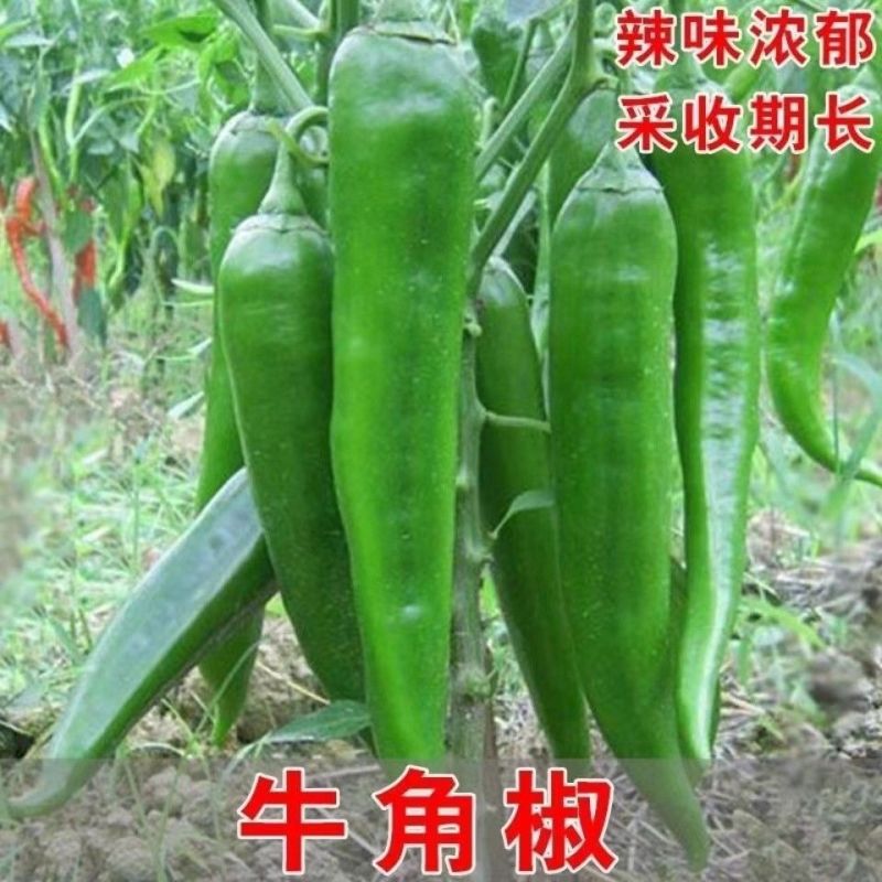 景田鸿大一尺大牛角椒苗