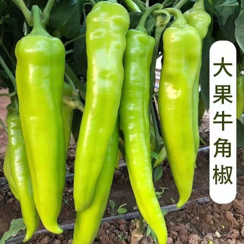景田鸿大一尺大牛角椒苗