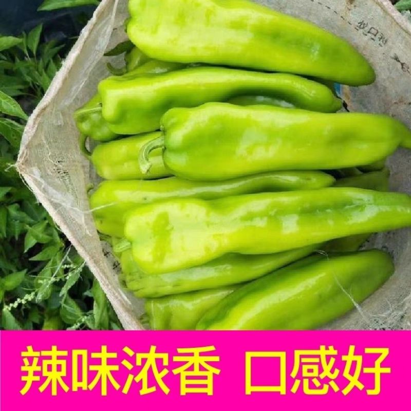 景田鸿大一尺大牛角椒苗