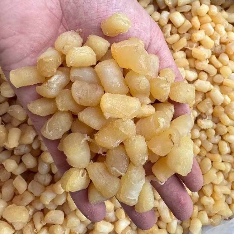 大连特产新鲜瑶柱干贝海鲜特级扇贝煲汤元贝海产品干货商