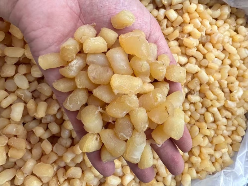 大连特产新鲜瑶柱干贝海鲜特级扇贝煲汤元贝海产品干货商