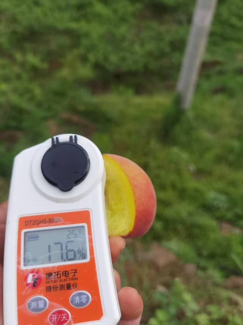 黄金蜜桃
