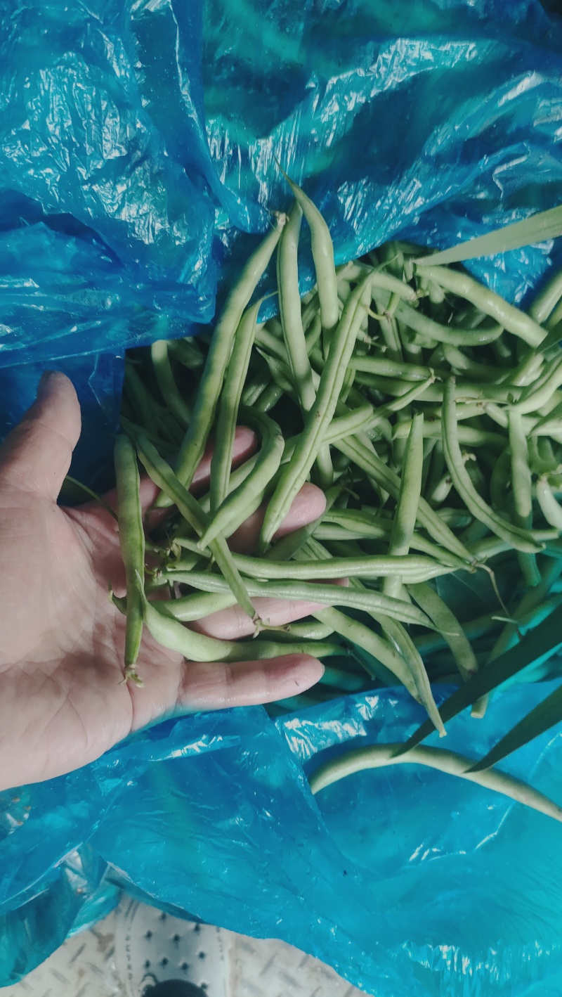 精品刀豆供商超农贸电商平台机关食堂