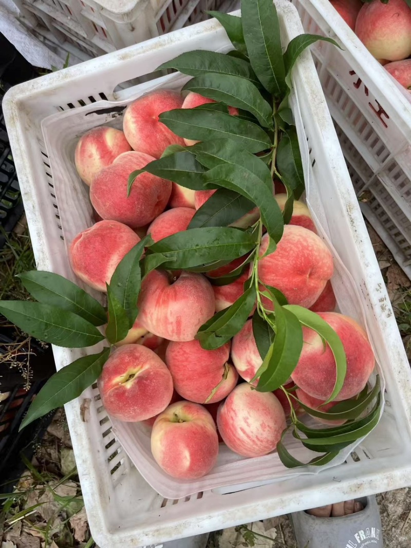 蒙阴蓬仙桃大量上市