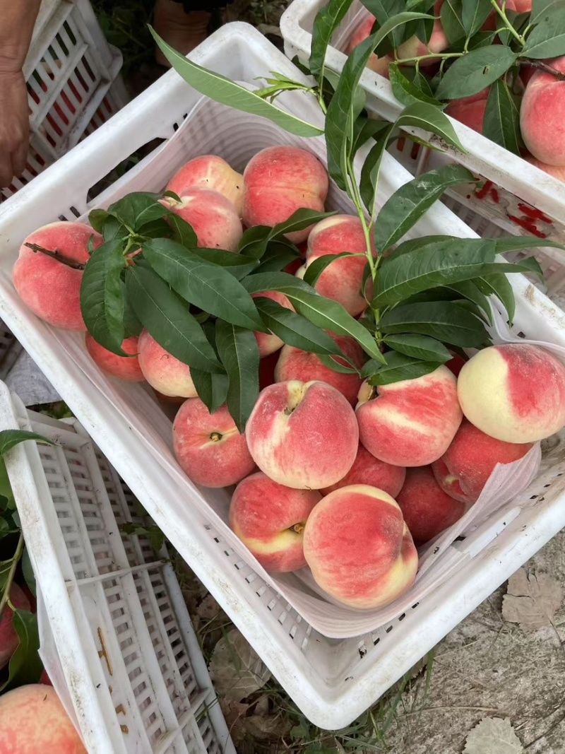 蒙阴蓬仙桃大量上市