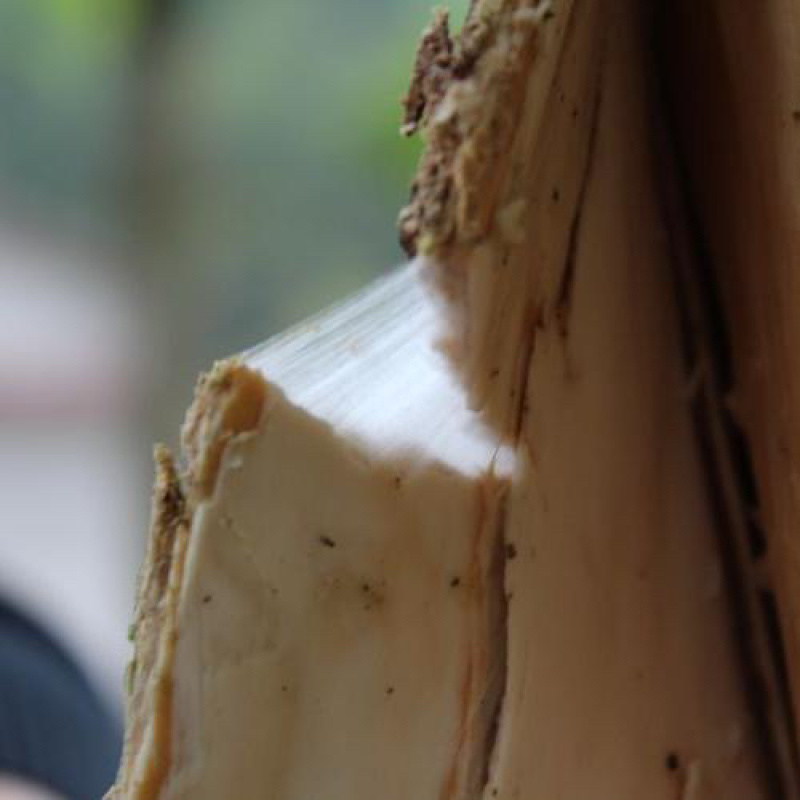 杜仲皮野生杜仲张家界特产慈利杜仲老树厚皮批发产地直销