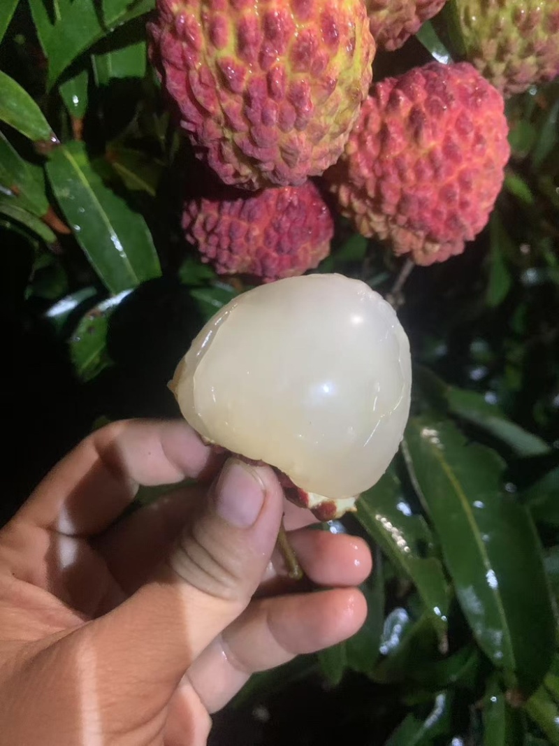 海南火山荔枝超大荔枝自家果园已上市支持各大渠道一件代发