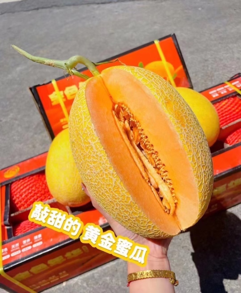 黄金蜜25新疆哈密瓜金色年华供应各大市场电商商超