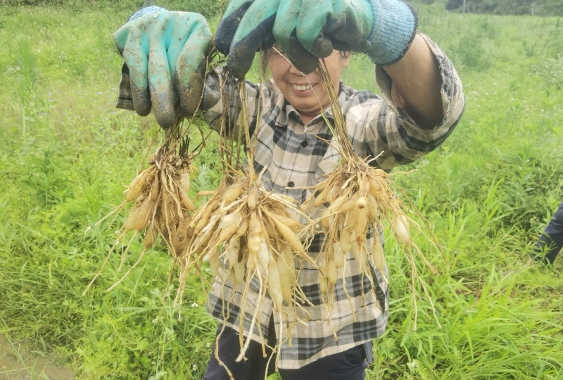 广西良种天冬直供可视频现挖高产量成活率高薯仔多有塑源基地