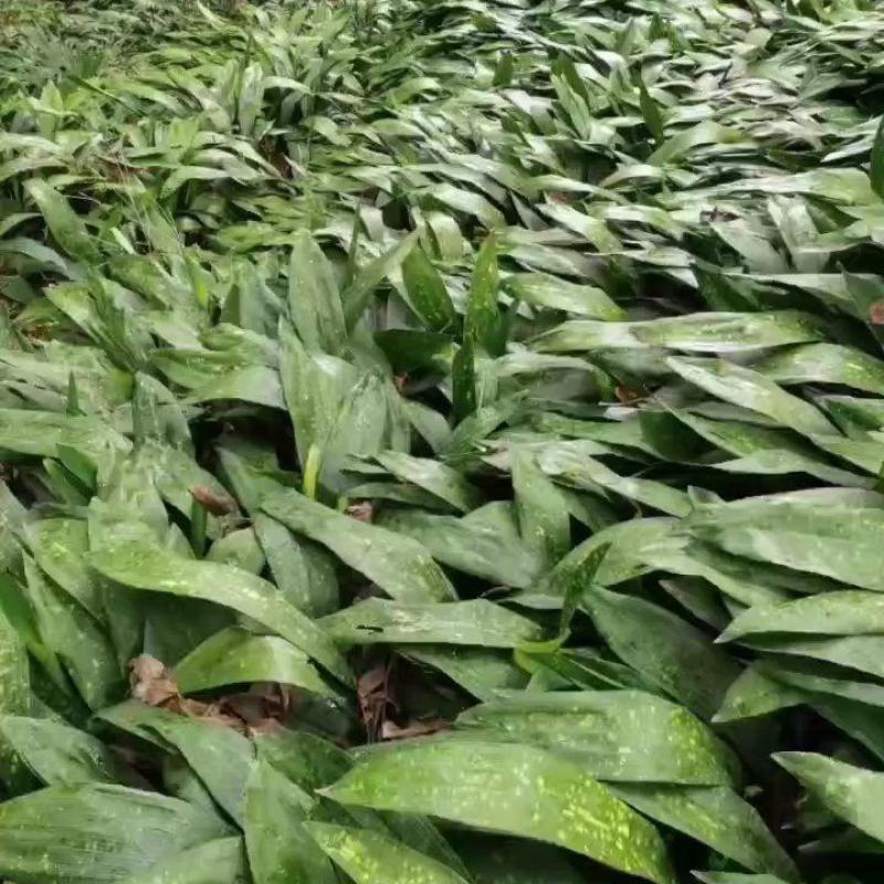 四川凉山香粽叶，产地直销，一手货源，质量好得很，