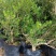 广东雀舌皱皮黄杨/黄杨盆景素材