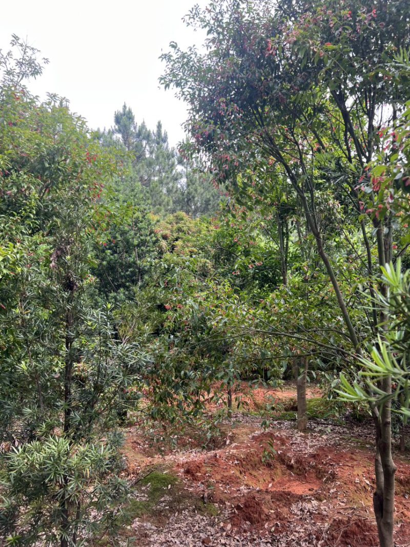 红翅槭奉新县邹家苗圃基地大量供应欢迎老板来电咨询