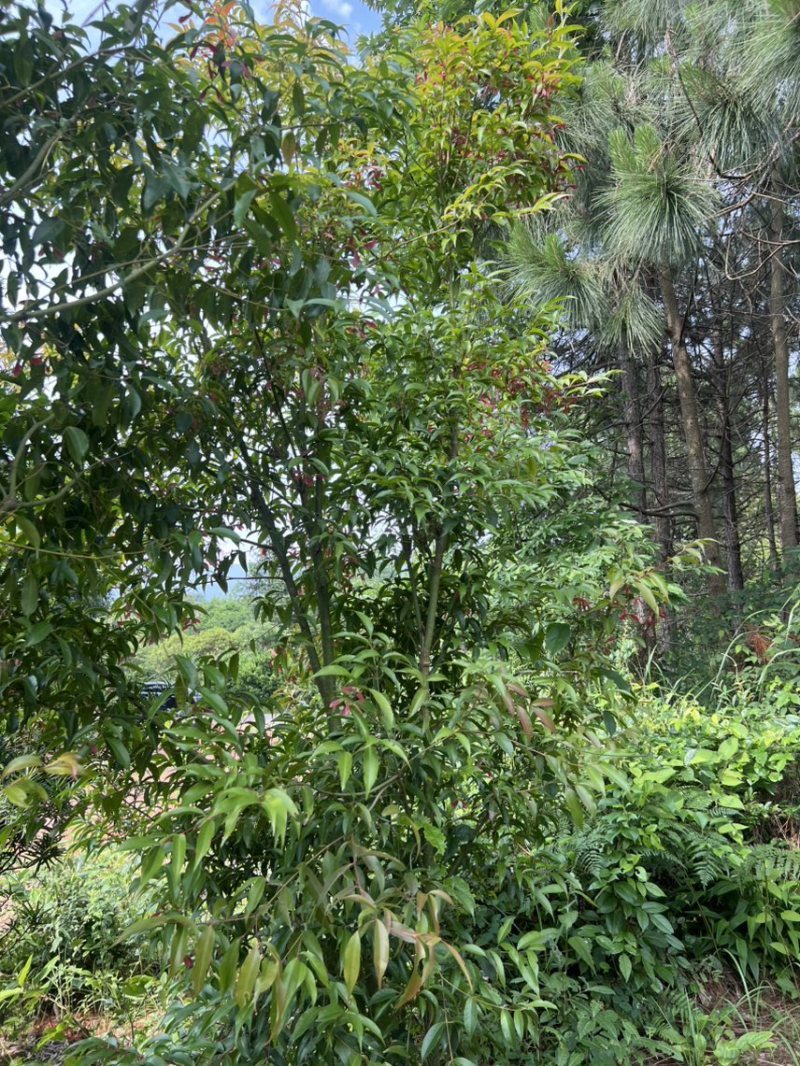 红翅槭奉新县邹家苗圃基地大量供应欢迎老板来电咨询