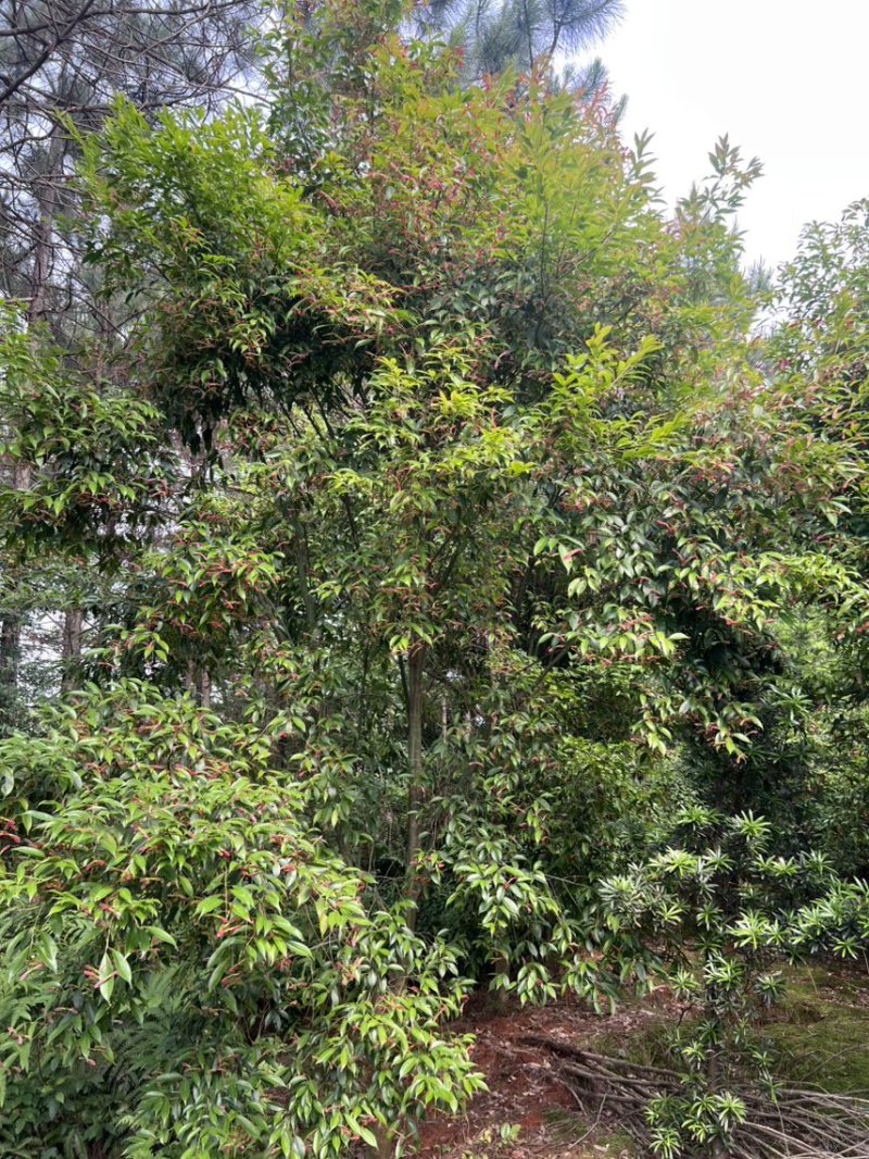 红翅槭奉新县邹家苗圃基地大量供应欢迎老板来电咨询