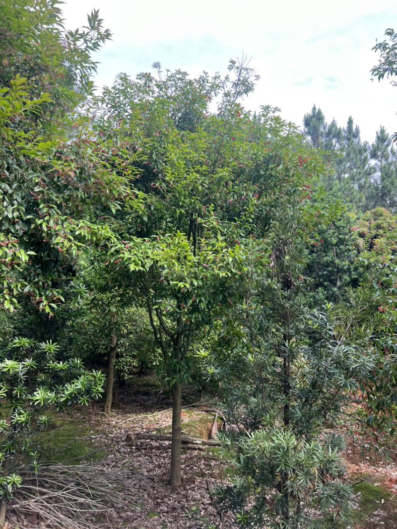 红翅槭奉新县邹家苗圃基地大量供应欢迎老板来电咨询