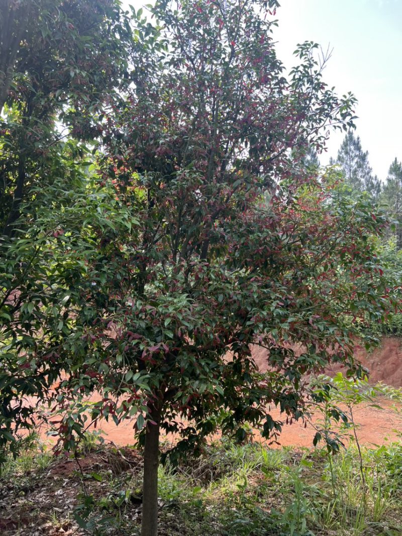 红翅槭奉新县邹家苗圃基地大量供应欢迎老板来电咨询