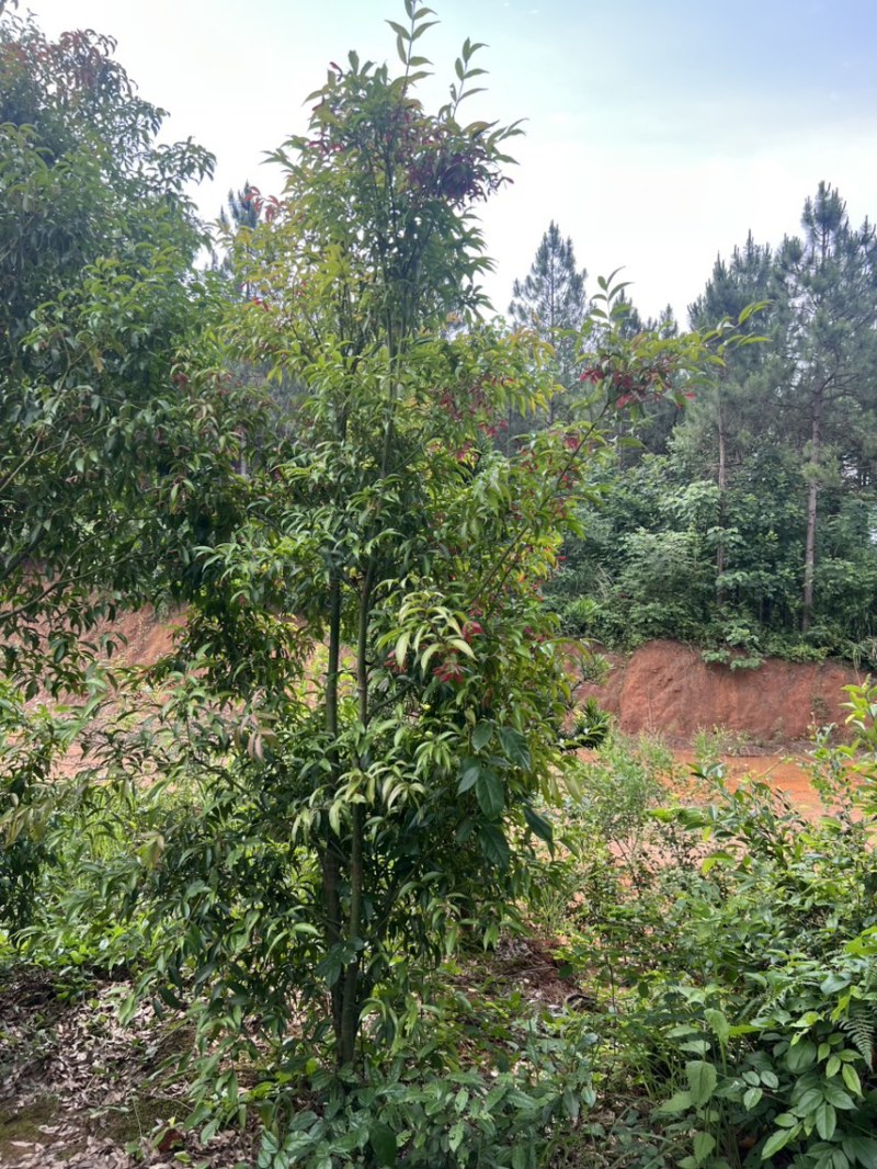 红翅槭奉新县邹家苗圃基地大量供应欢迎老板来电咨询