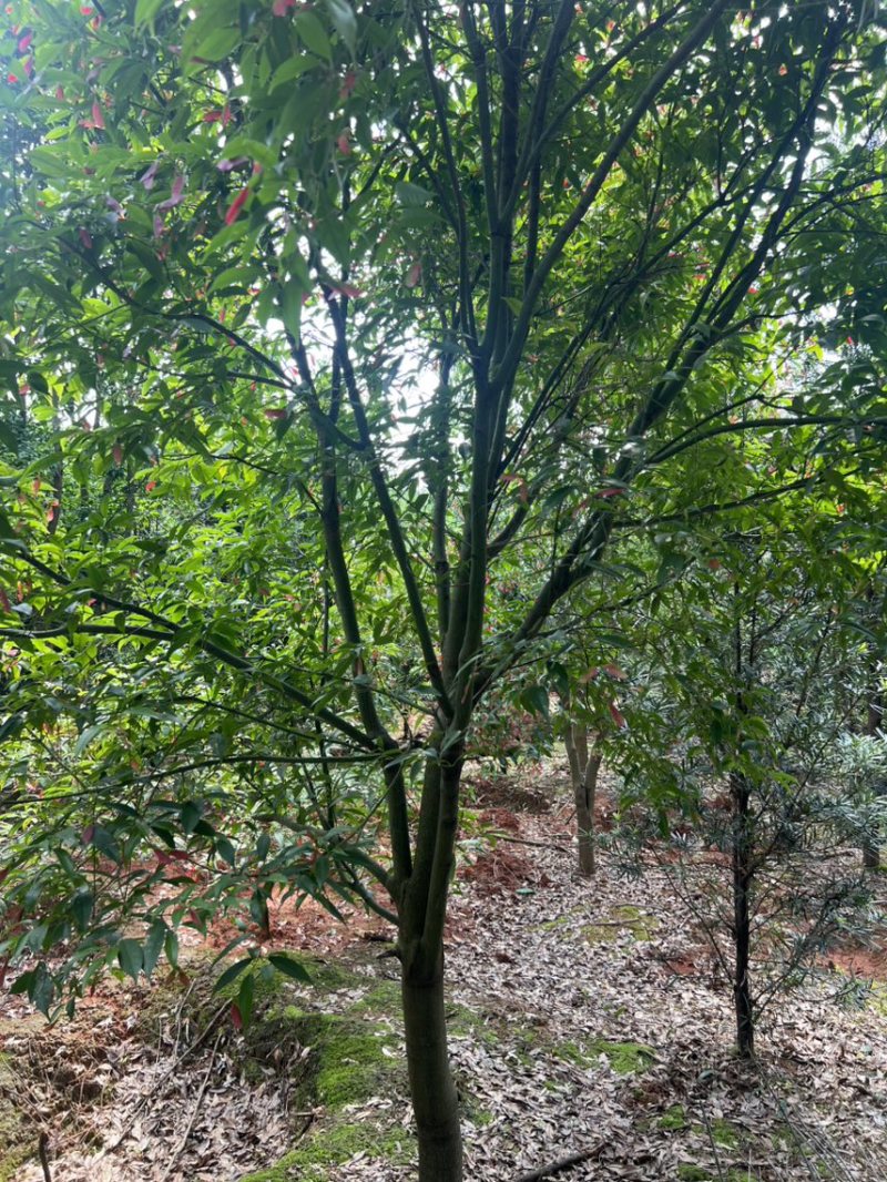 红翅槭奉新县邹家苗圃基地大量供应欢迎老板来电咨询