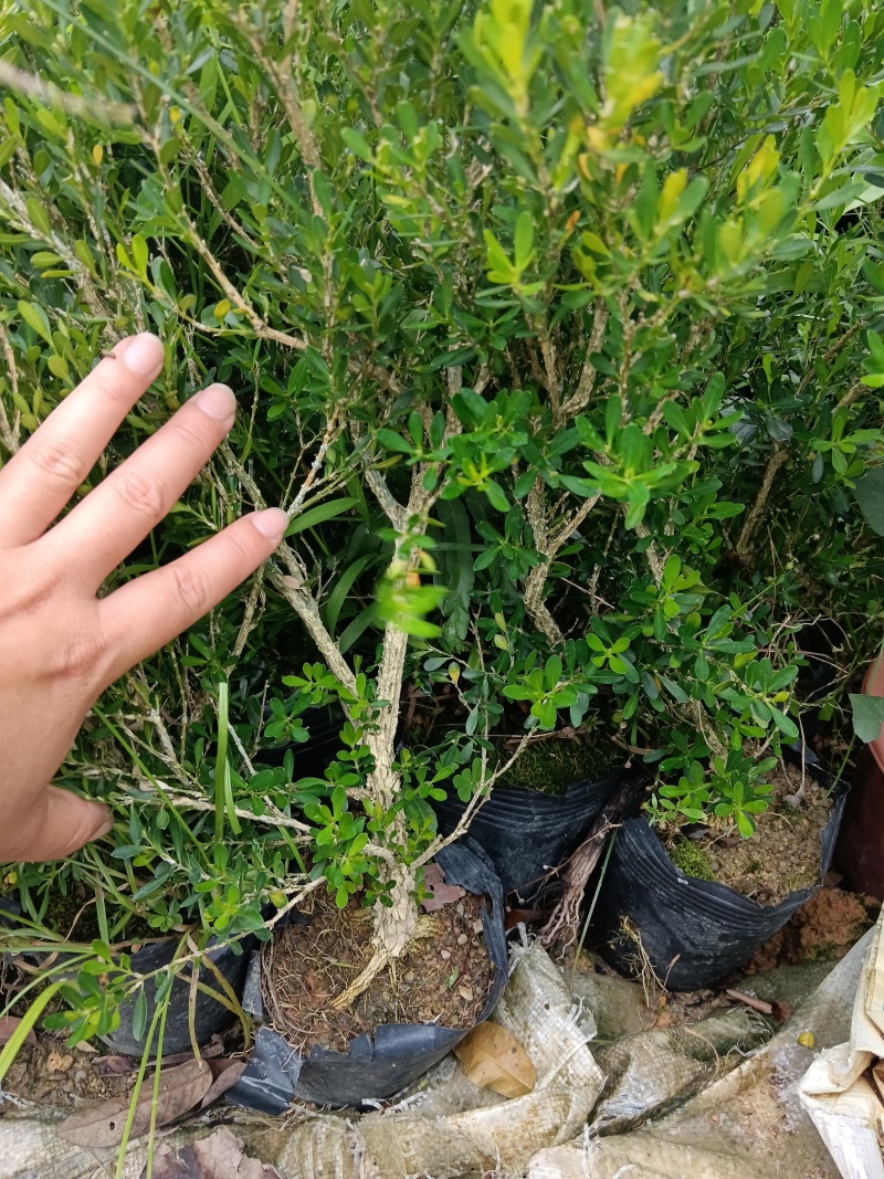 广东雀舌皱皮黄杨/黄杨盆景素材