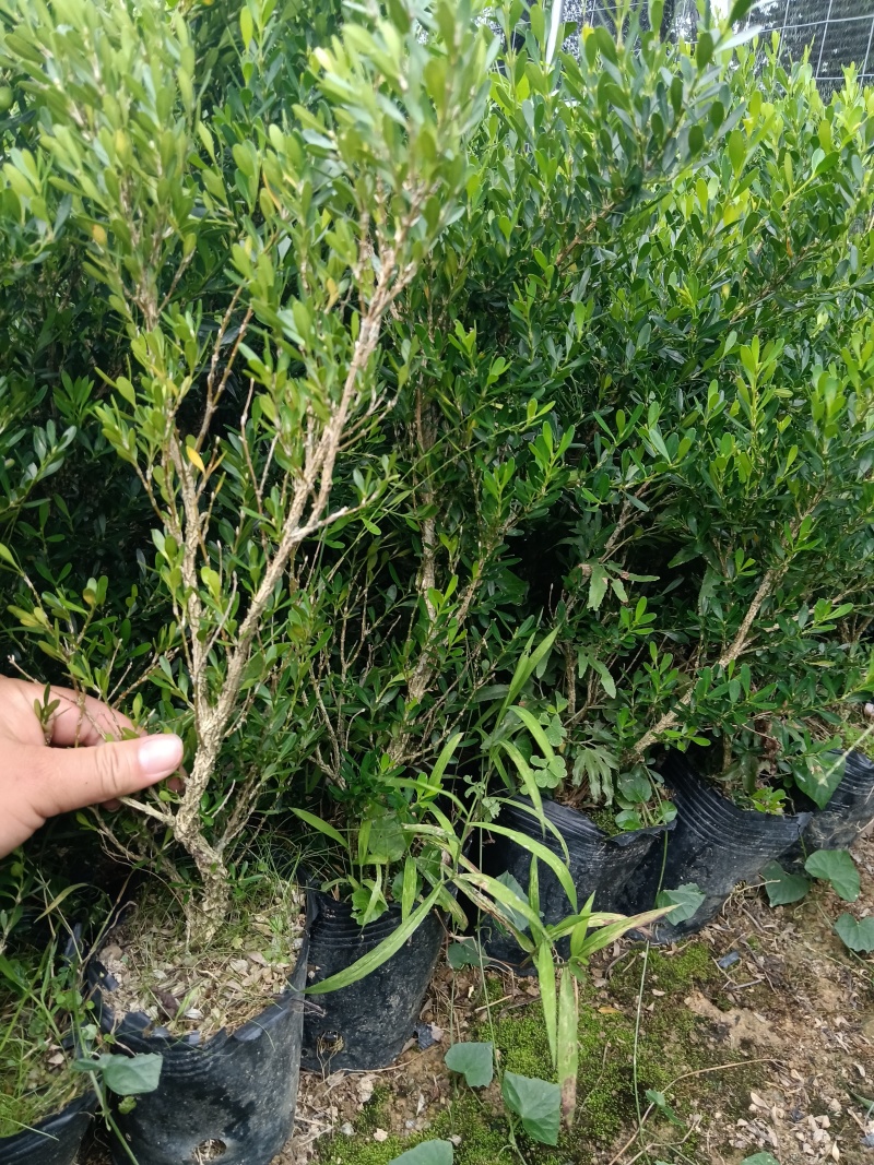 广东雀舌皱皮黄杨/黄杨盆景素材