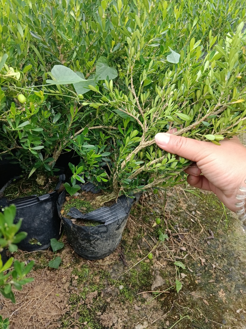 广东雀舌皱皮黄杨/黄杨盆景素材