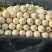【甜瓜】红金蜜甜瓜大量上市山东产地直发量大从优