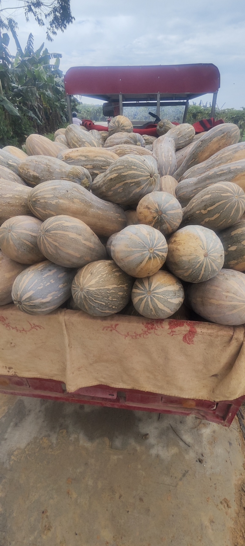 广西南宁，密本南瓜，大量供应，诚信经营，